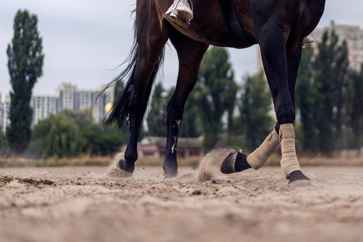 Footing 101: Things You Need To Know Before Riding On Sand – Smart 