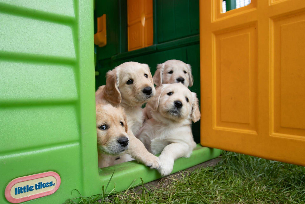 Puppies Benefit From Essential Fatty Acids
