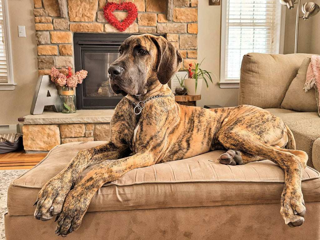 Take Care of Large Breed Dogs