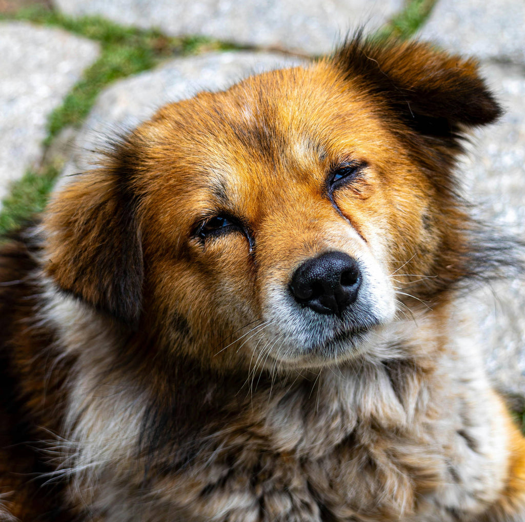 Dog Breeds Prone to Arthritis