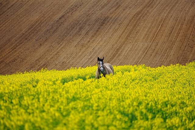 Add Salt To Your Horse's Diet