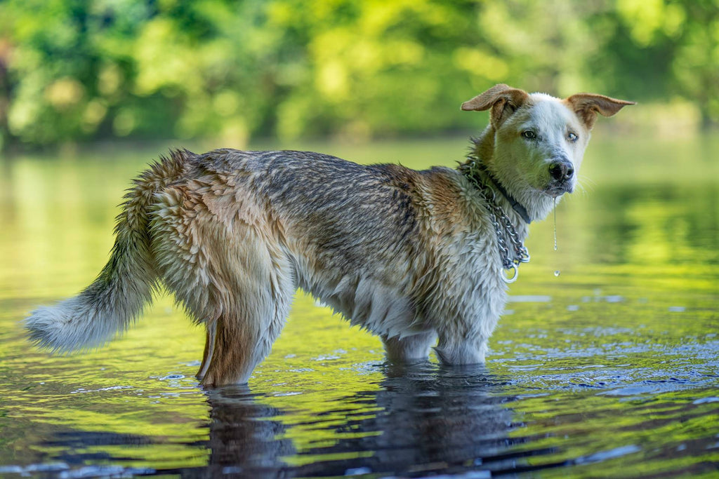 Dog-Friendly Summer Activities: Ideas for You and Your Pup