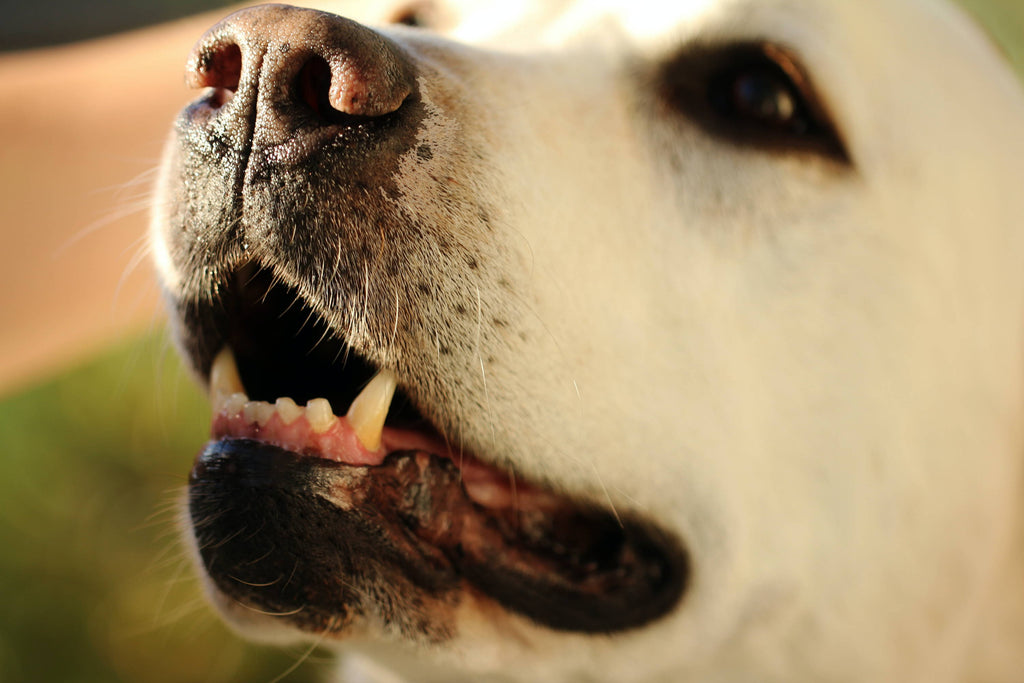 Let's Talk About Why Dog Dental Health is Essential