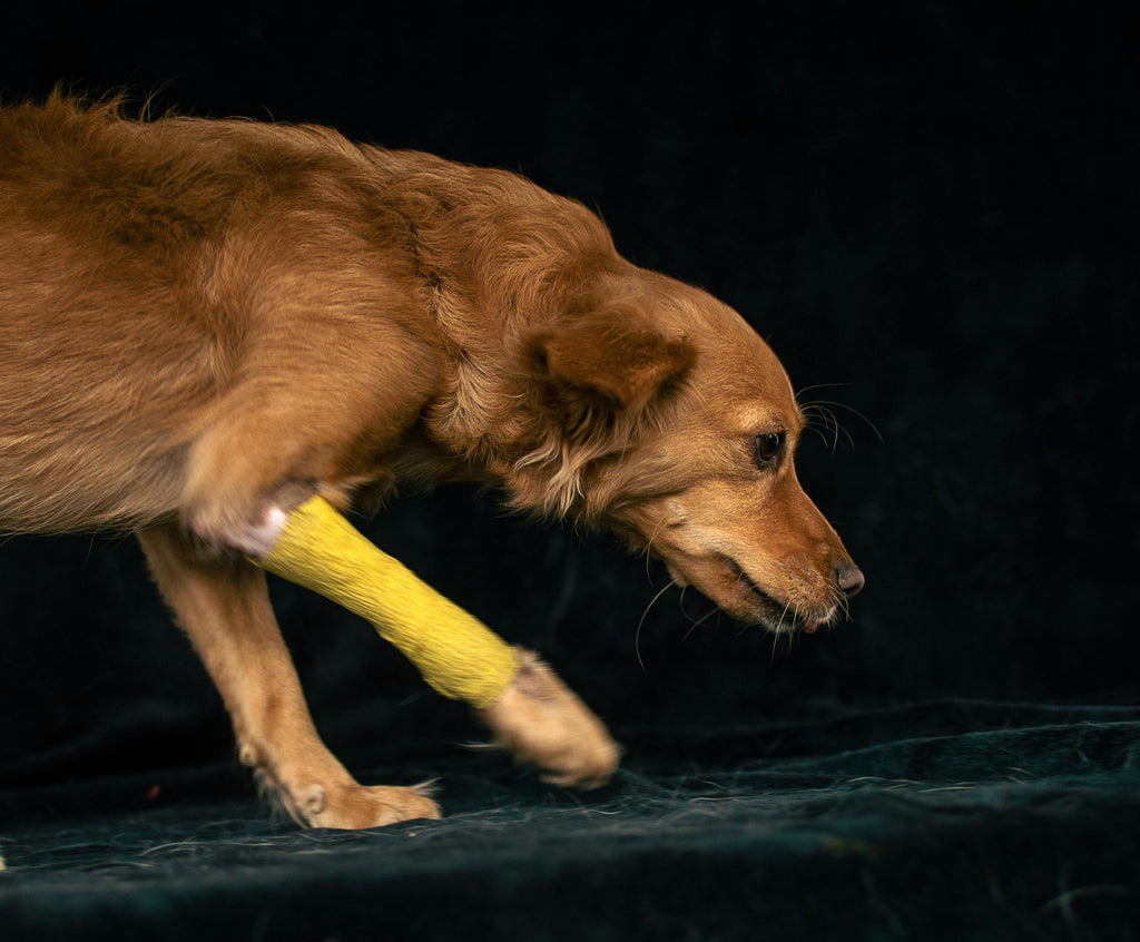 Bone Health for Dogs: Nutrition Tips for Strong Joints and Teeth
