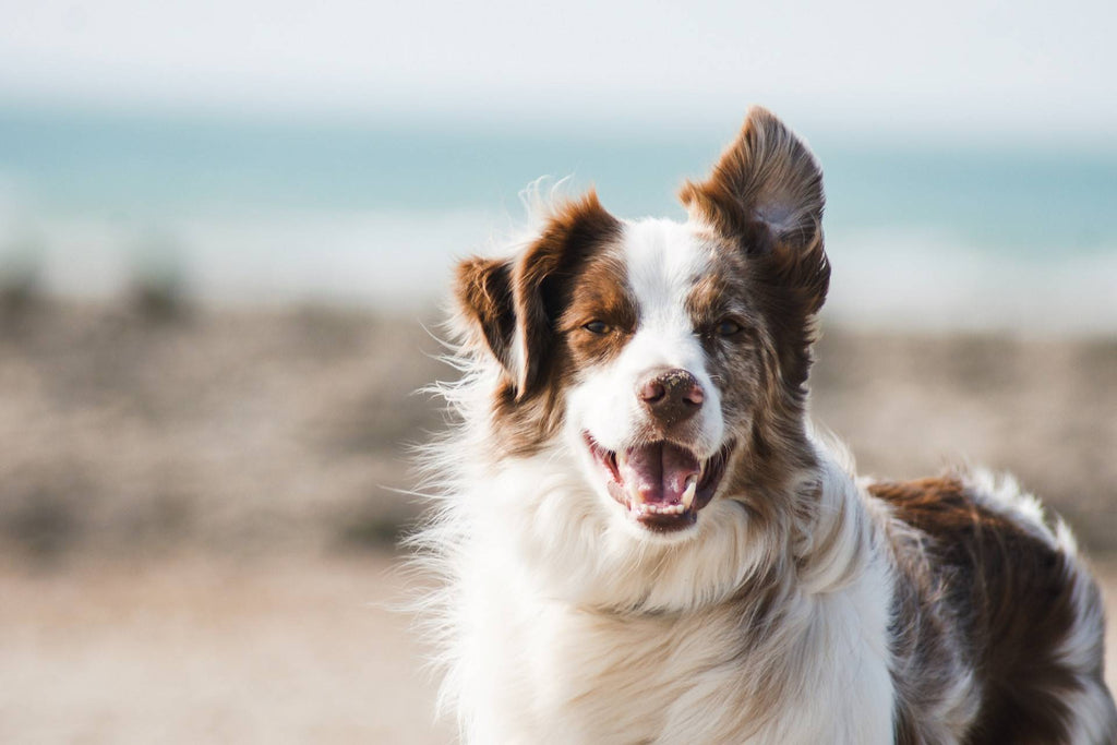 How to Improve Your Dog's Immunity: Boost Your Dog’s Health!