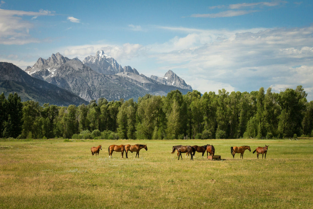 Pasture Maintenance: To Drag Or To Pick?