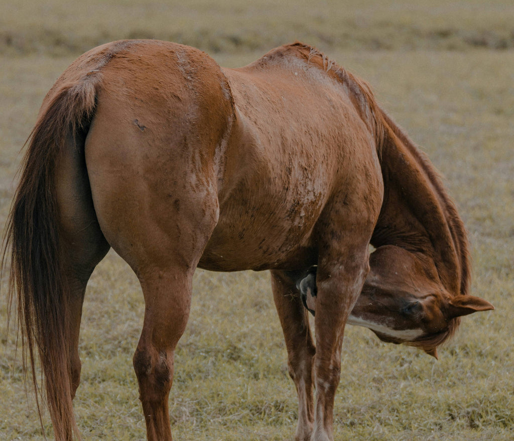 Trust Your Gut:  A Complete Guide To Identifying, Treating and Preventing Ulcers In Horses