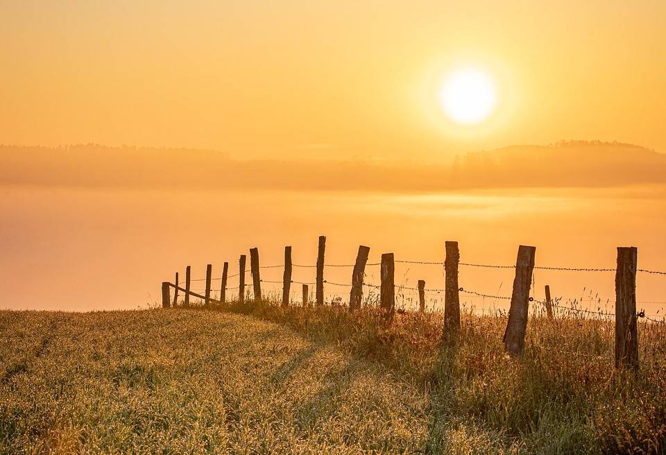 Sunburn in Horses: Causes, Symptoms