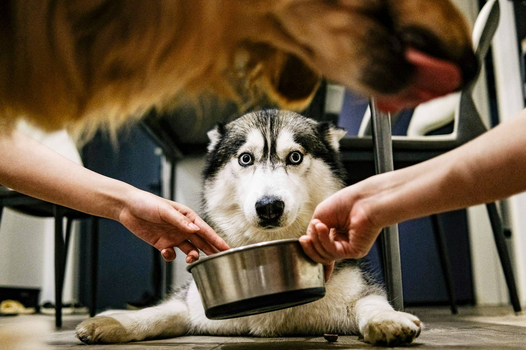 Connection Between Dog Gut Health and Immunity