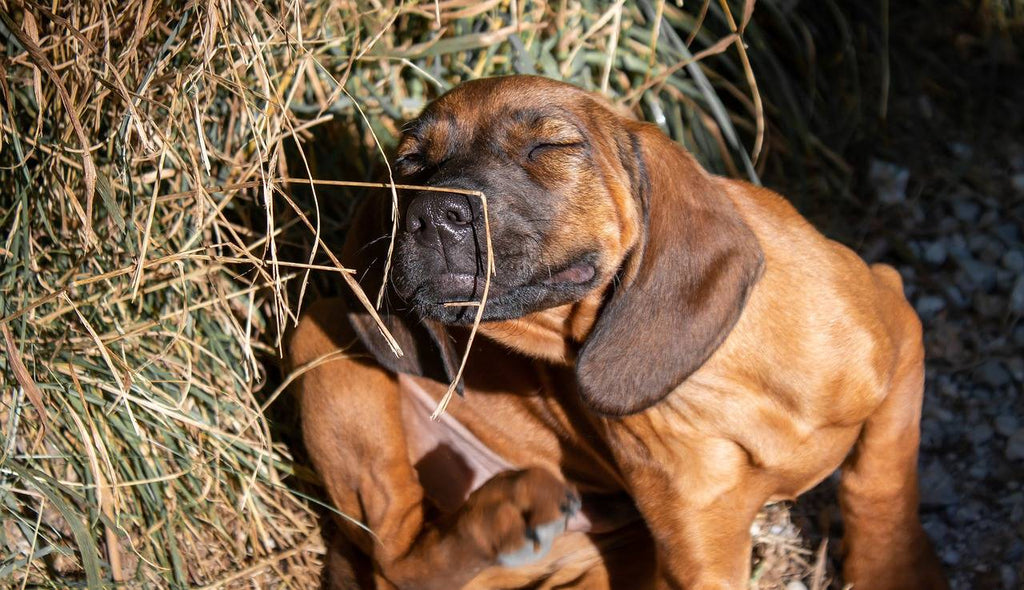 Getting Your Pet Ready For Allergy Season