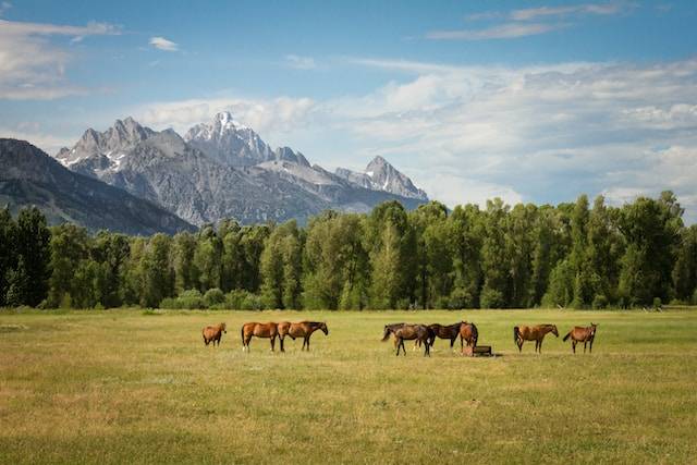 Keeping Your Horse Healthy, Happy and Safe