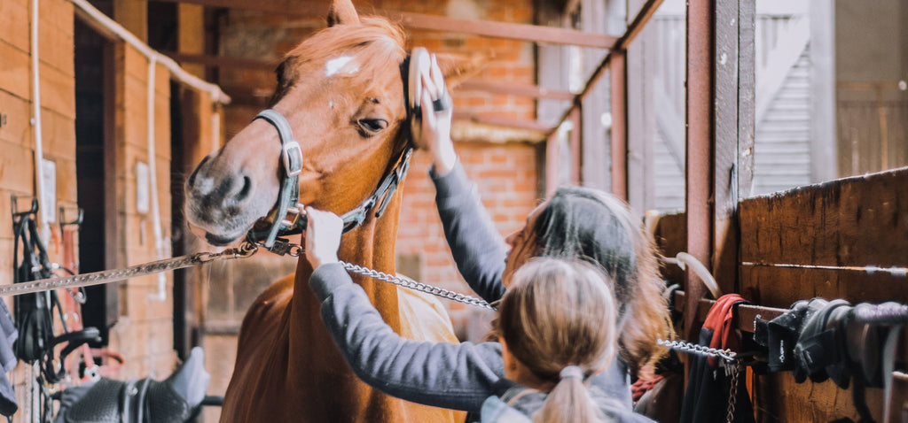 Equine Grooming 101: Winter Season