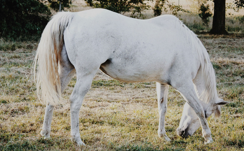 Trust Your Gut Part I: Recognizing the Signs of Ulcers in Horses