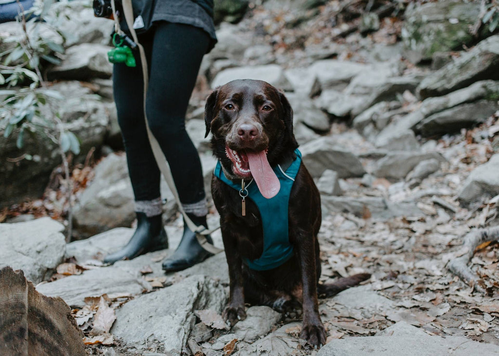 Your Comprehensive Guide for Hiking With Your Dog
