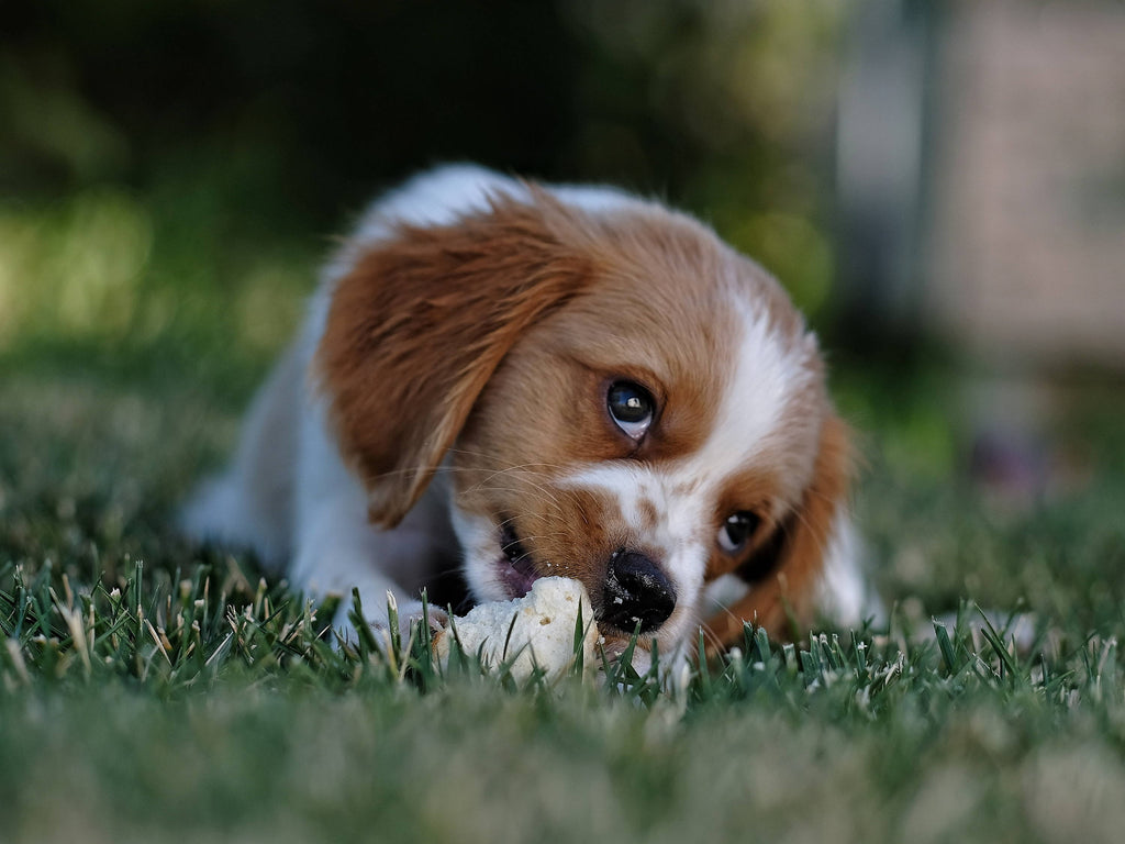 Feeding a Puppy: Nutritional Requirements, Supplements and Tips!