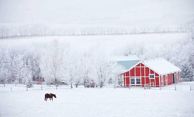 Is Cold Laminitis & Founder a real thing