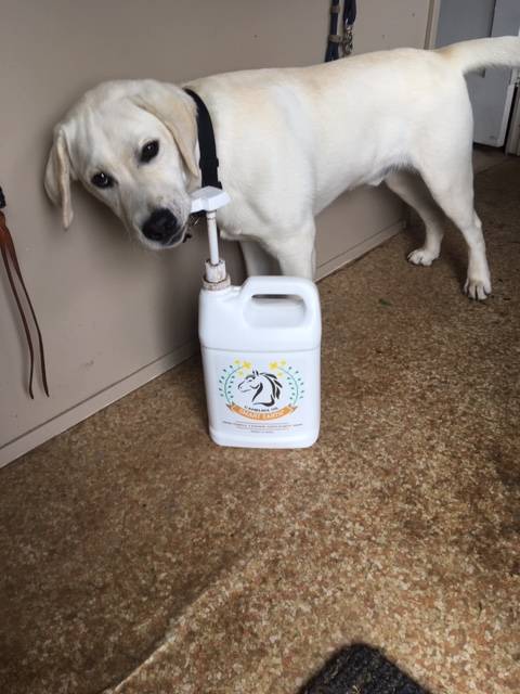 Camelina Oil or Fish Oil