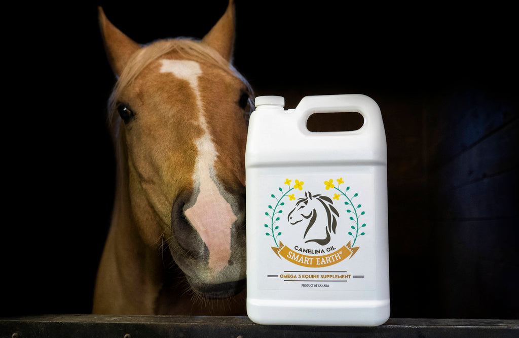 Guide to Fats in the Equine Diet: Importance, Figuring Out Requirements, & Supplementation