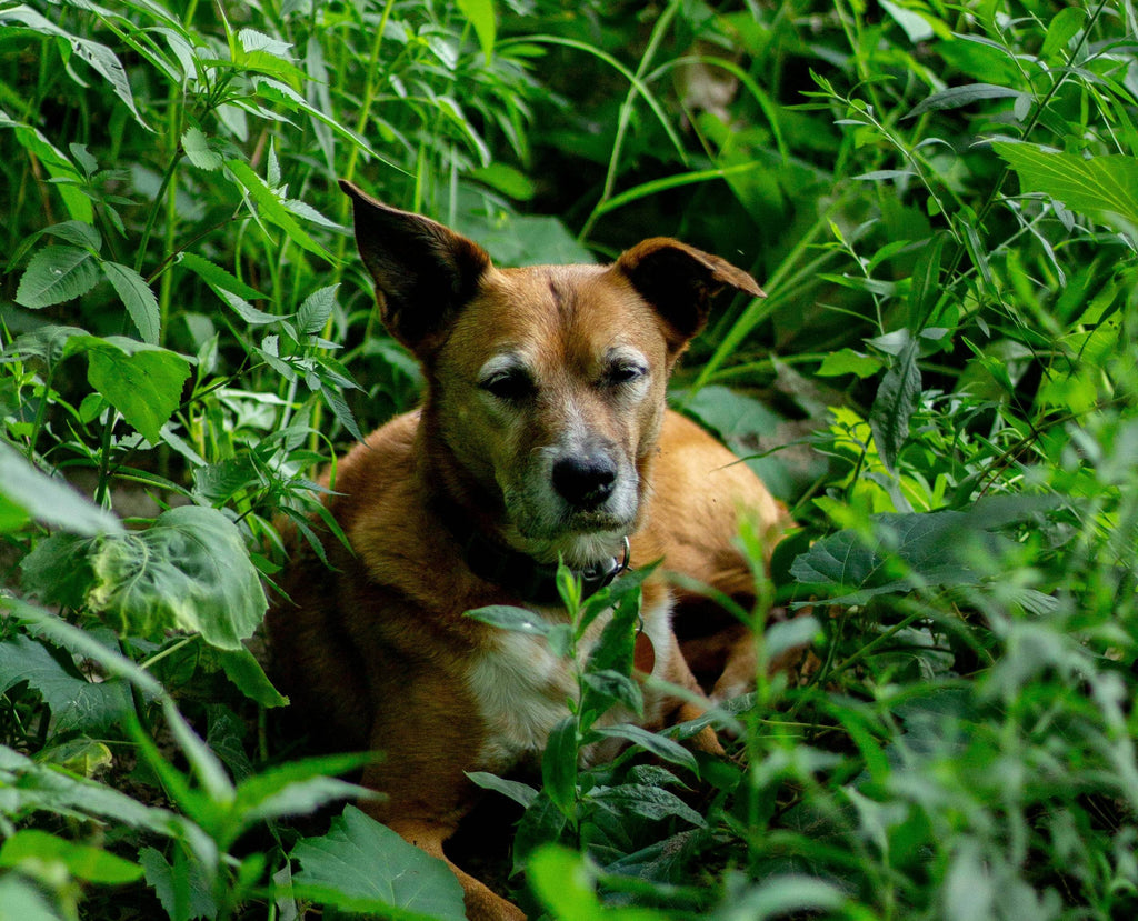 Natural Remedies for Seasonal Allergies in Dogs