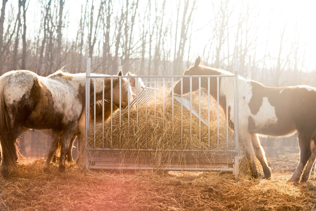 Do I Need To Increase My Horses Hay Intake?