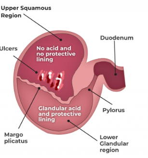 Equine Gastric Ulcer Syndrome