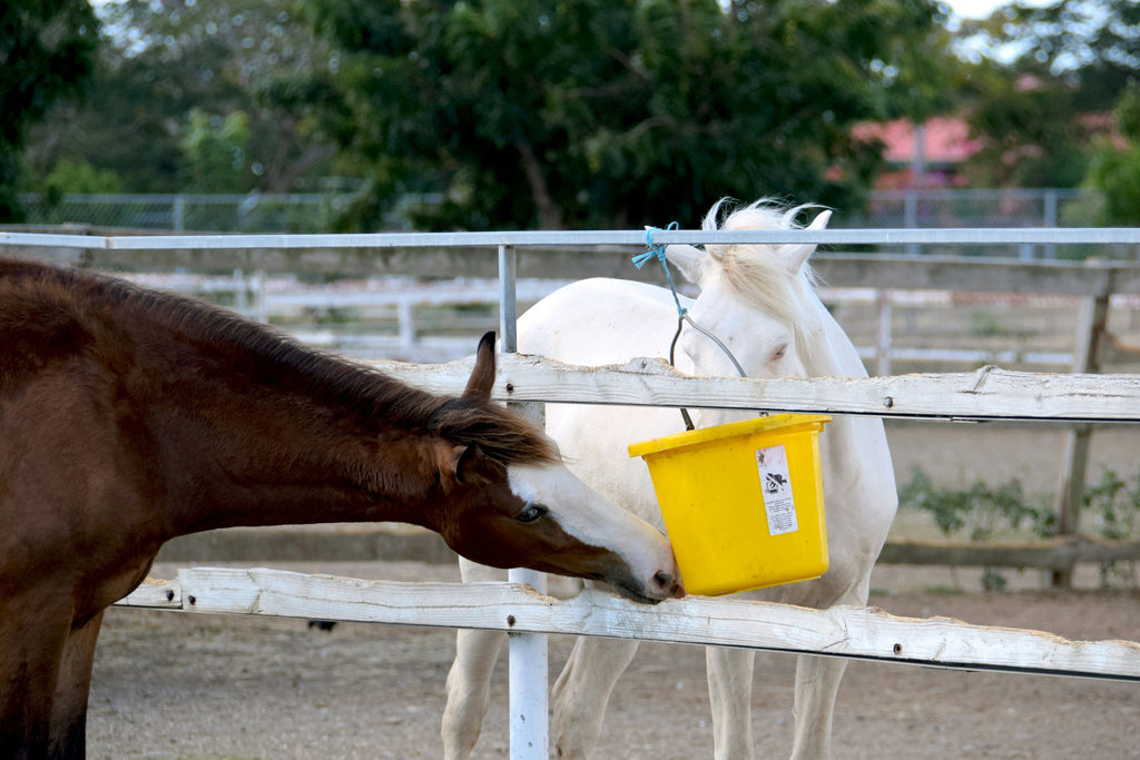 The Benefits Of Adding Salt To Your Horse's Diet