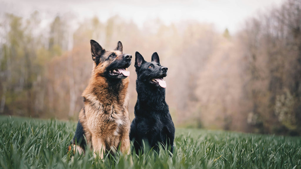 Hip Dysplasia in Dogs: Commonly Impacted Breeds & Care Tips