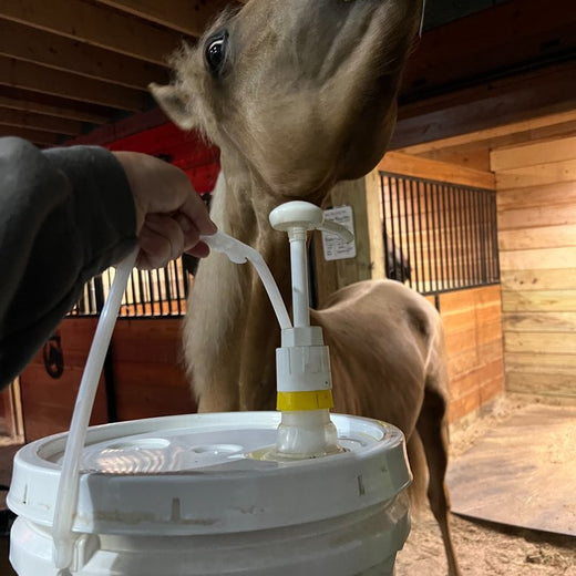 A horse reaching over the stall front toward a 3.5-gallon pail of Camelina Oil fitted with a pump