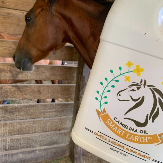 A bay horse beside a 1-gallon jug of Camelina Oil, the label facing the camera