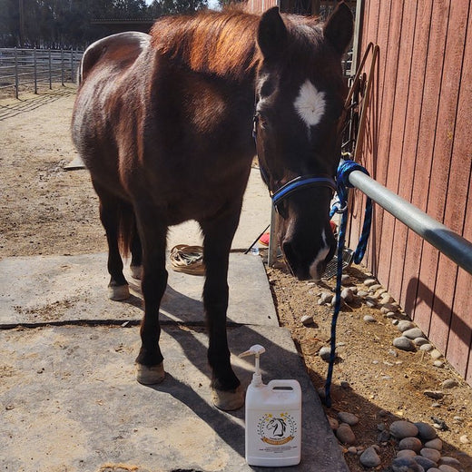 Kisha H.&rsquo;s gelding Gus tied at the barn wall with a jug on the ground beside him